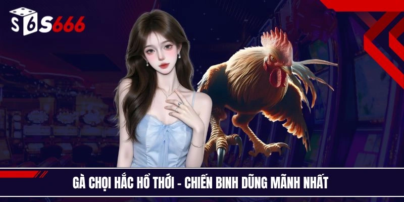 Gà chọi hắc hổ thới - Chiến binh dũng mãnh nhất 